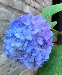 养花蓝色的花绣球