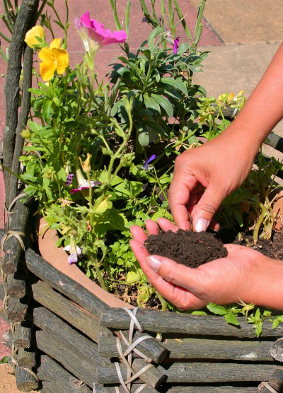家庭养花用生根粉