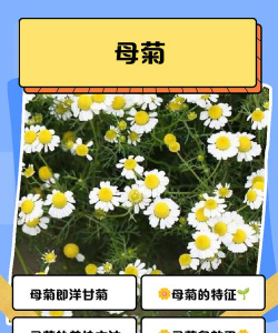 母菊花语是什么