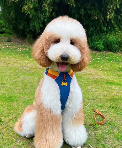 家养花巨贵出售