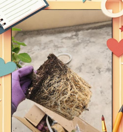 家庭养花用生根粉