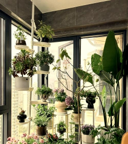 家庭养花用生根粉