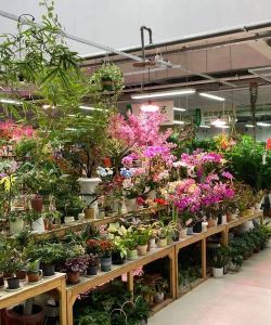 家庭养花用生根粉