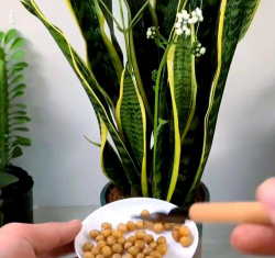 家庭养花用生根粉