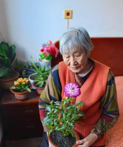 家庭养花用生根粉