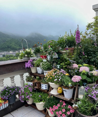 家庭养花用生根粉