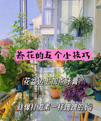 家庭养花用生根粉