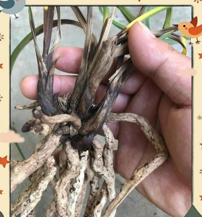 家庭养花用生根粉