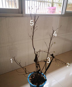 造树山怎么养花