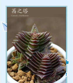 茜之塔什么颜色