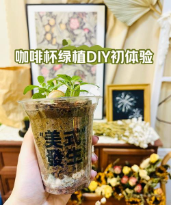 咖啡豆沫养花