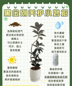 黑环境可以养花吗