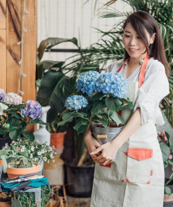 家庭养花用生根粉