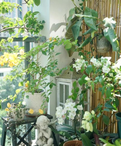 朝东还是朝南养花好呢