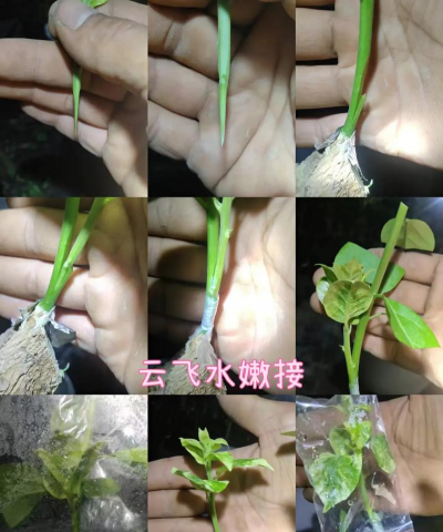 家庭养花用生根粉