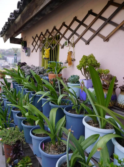 家庭养花用生根粉