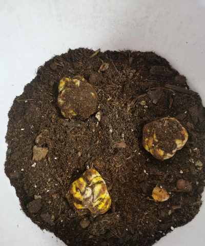 馒头渣能养花吗