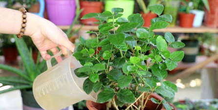 家庭养花用生根粉