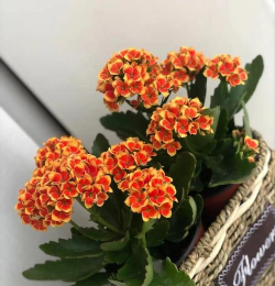 水子弹可以养花吗