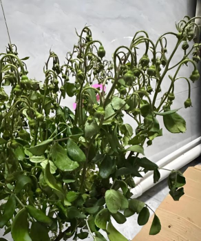 枯草杆菌过期养花