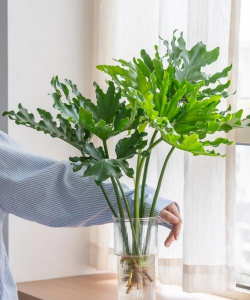 青龙位置能养花吗