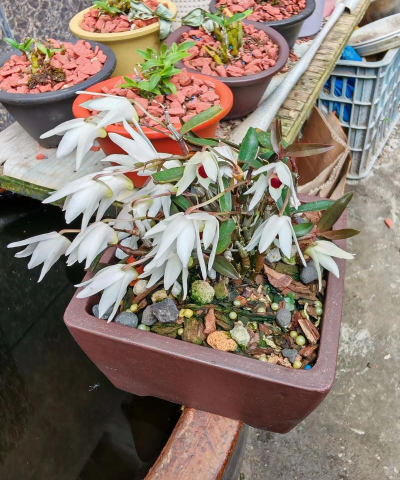 家庭养花用生根粉