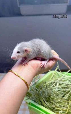 养花枝鼠金丝熊