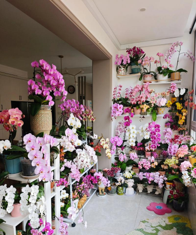 蝴蝶花园阳台养花