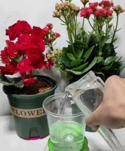 家庭养花用生根粉