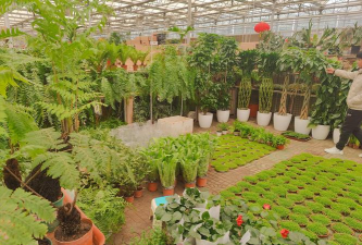 家庭养花用生根粉