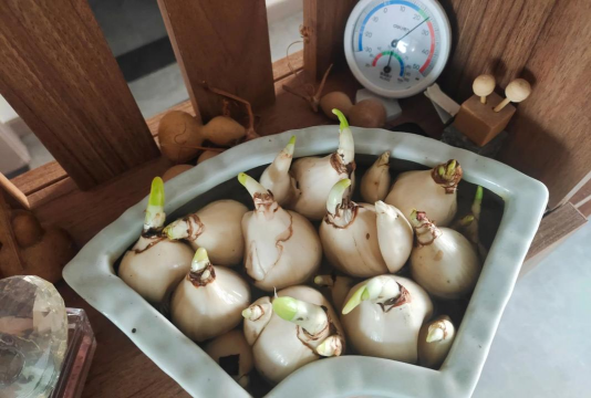 发芽蒜瓣水养花好吗