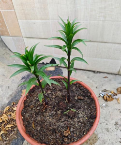 绿化景观设计，提升环境品质，创造宜人空间