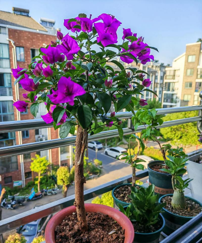 绿化景观设计，提升环境品质，创造宜人空间