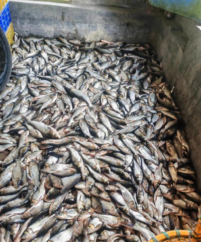 别墅园林绿化设计，打造私密空间，提升居住品质