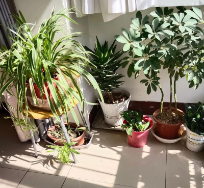 家庭养花用生根粉