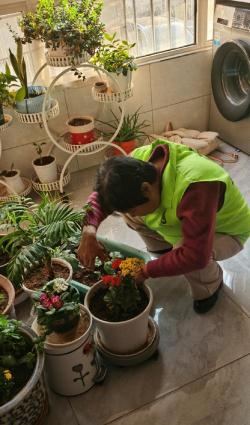 家庭养花用生根粉