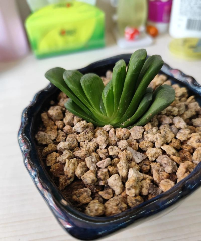 爱妃负责养花吗