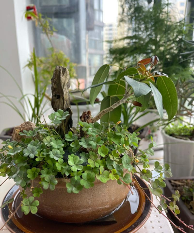 家庭养花用生根粉