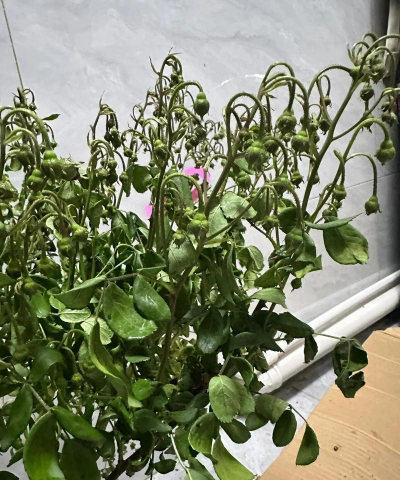 家庭养花用生根粉