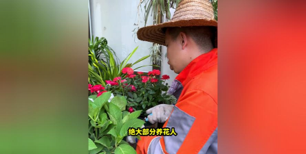 家庭养花用生根粉