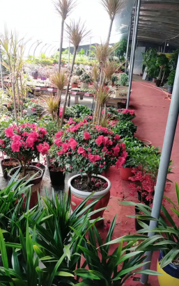 家庭养花用生根粉