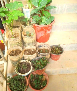 家庭养花用生根粉