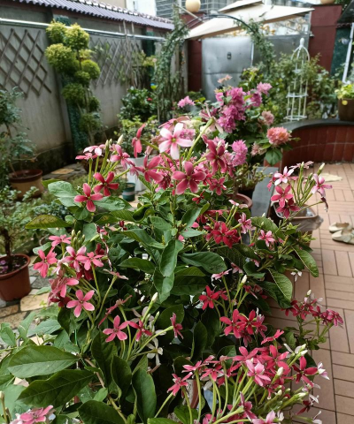 家庭养花用生根粉