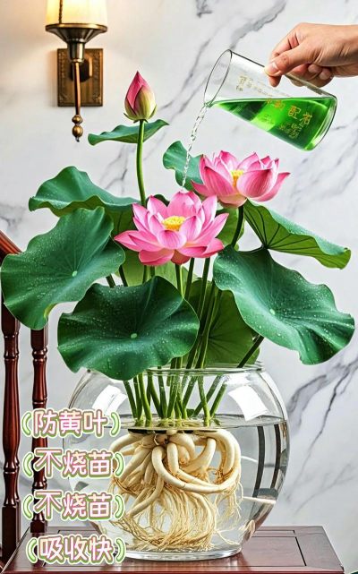 家庭养花用生根粉