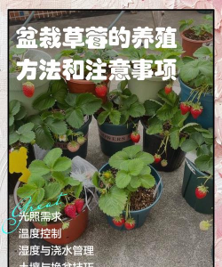 轻松学养花草莓