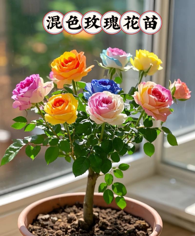 家庭养花用生根粉