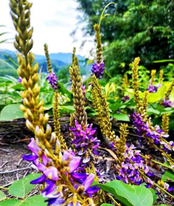 葛根花树什么样