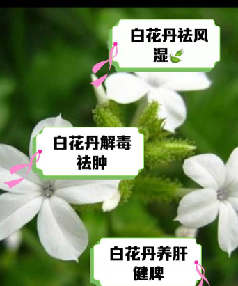 养花小白药的作用