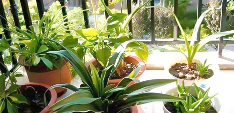 家庭养花用生根粉