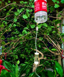 家庭养花用生根粉